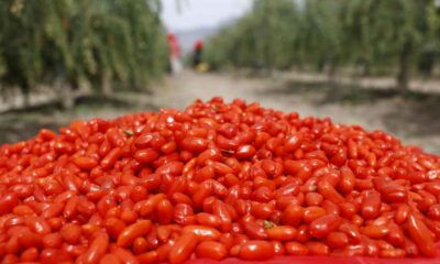 Ningxia Goji Berries