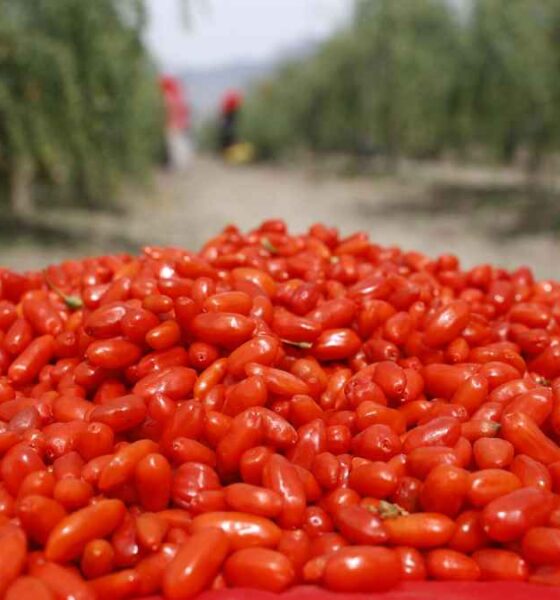 Ningxia Goji Berries