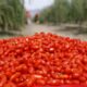 Ningxia Goji Berries