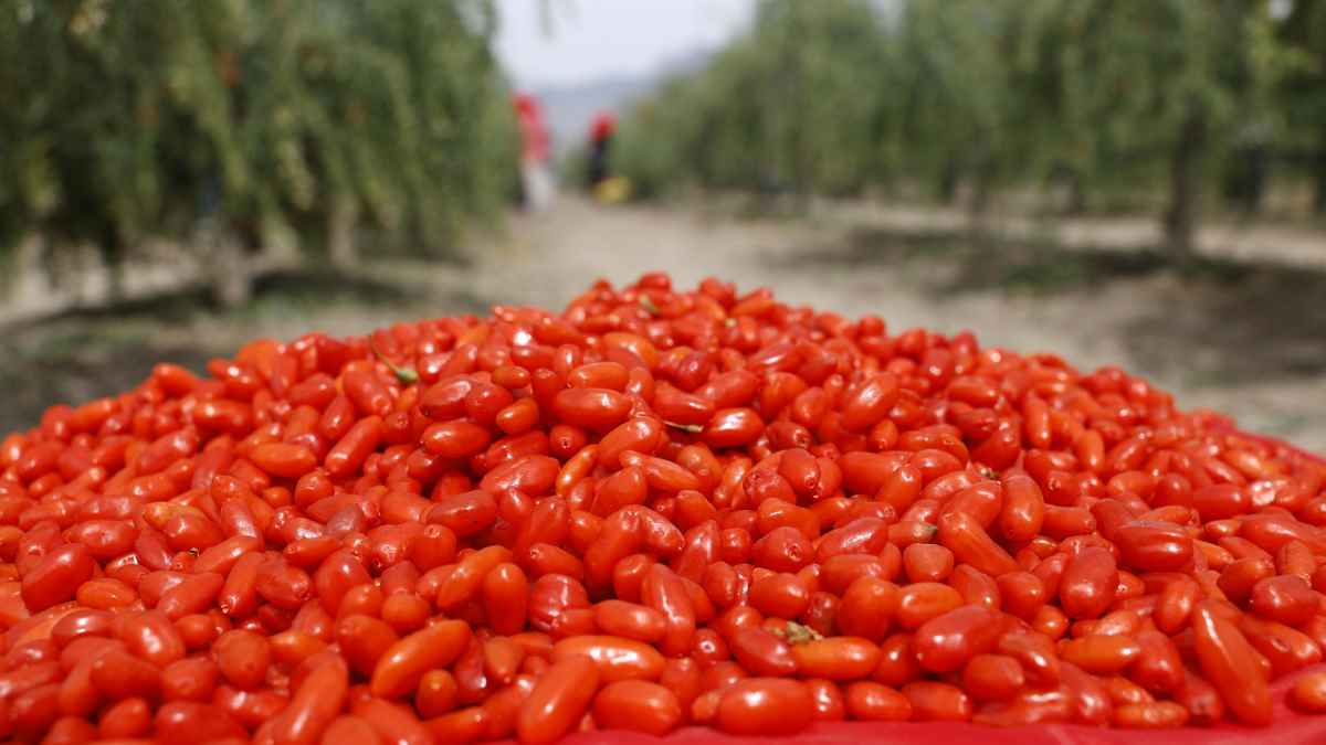 Ningxia Goji Berries
