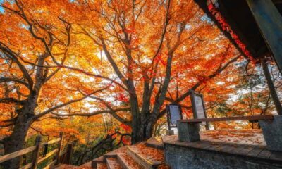 Red Leaf Festival