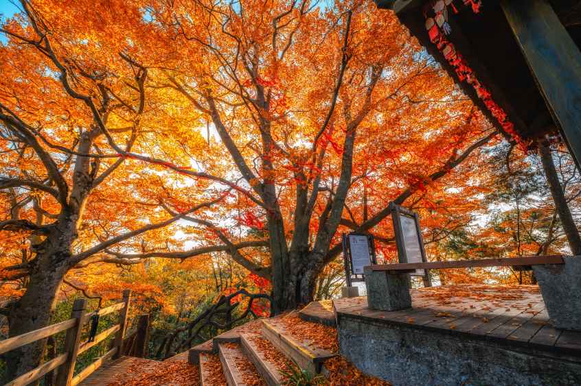 Red Leaf Festival